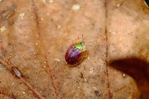 Réf. 254 876 : Cassida azurea